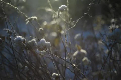 White snow on a bare tree branches on a frosty winter day, close up. Natura.. Fotos de archivo