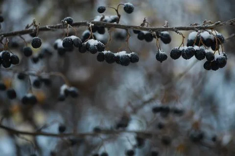 White snow on a bare tree branches on a frosty winter day, close up. Natura.. Fotos de archivo