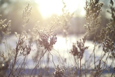 White snow on a bare tree branches on a frosty winter day, close up. Natura.. Fotos de archivo