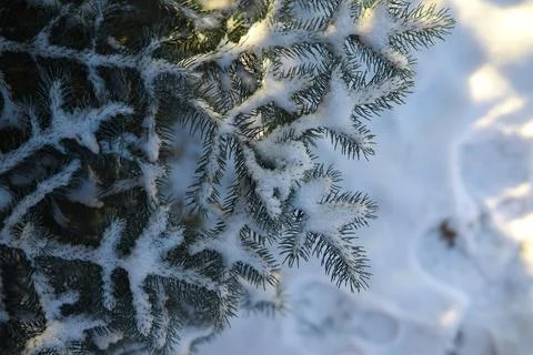 White snow on a bare tree branches on a frosty winter day, close up. Natura.. Fotos de archivo