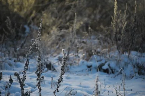 White snow on a bare tree branches on a frosty winter day, close up. Natura.. Fotos de archivo