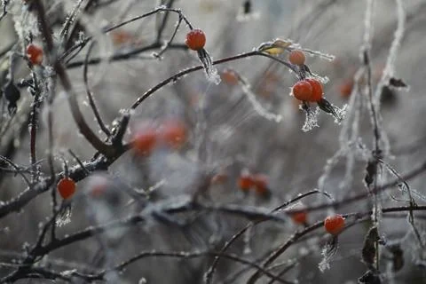 White snow on a bare tree branches on a frosty winter day, close up. Natura.. Fotos de archivo
