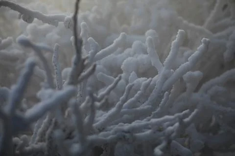 White snow on a bare tree branches on a frosty winter day, close up. Natura.. Stock Photos