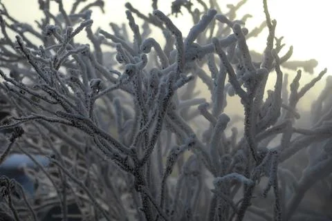 White snow on a bare tree branches on a frosty winter day, close up. Natura.. Fotos de archivo