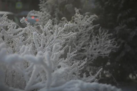 White snow on a bare tree branches on a frosty winter day, close up. Natura.. Fotos de archivo