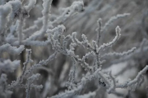 White snow on a bare tree branches on a frosty winter day, close up. Natura.. Fotos de archivo