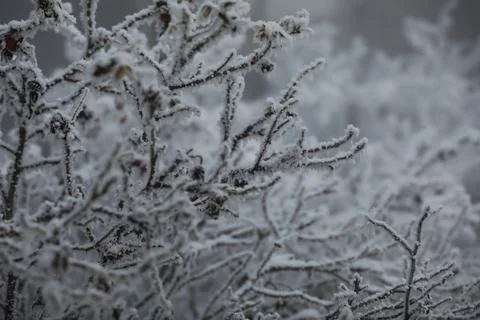 White snow on a bare tree branches on a frosty winter day, close up. Natura.. Fotos de archivo