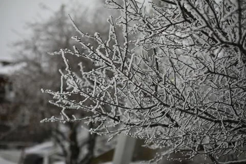 White snow on a bare tree branches on a frosty winter day, close up. Natura.. Fotos de archivo