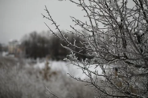 White snow on a bare tree branches on a frosty winter day, close up. Natura.. Fotos de archivo