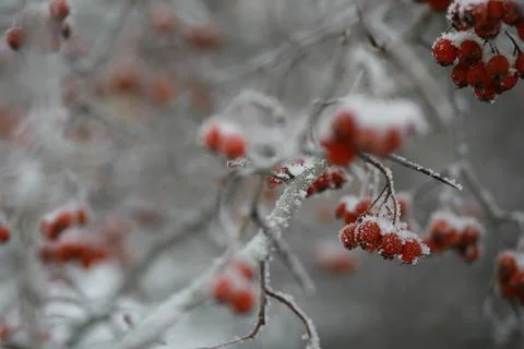 White snow on a bare tree branches on a frosty winter day, close up. Natura.. Fotos de archivo