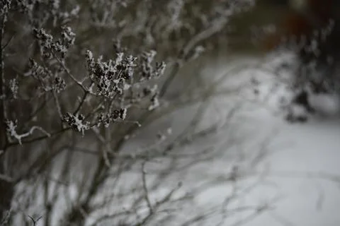 White snow on a bare tree branches on a frosty winter day, close up. Natura.. Fotos de archivo