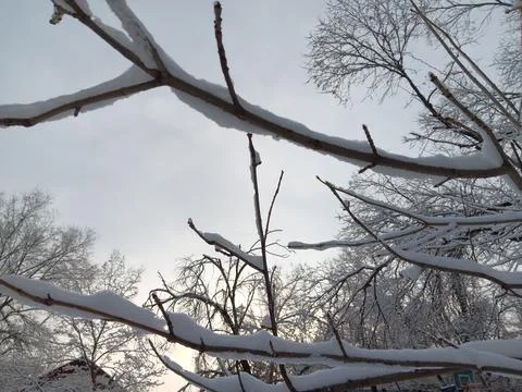 White snow on brown trees in cold winter Stock Photos