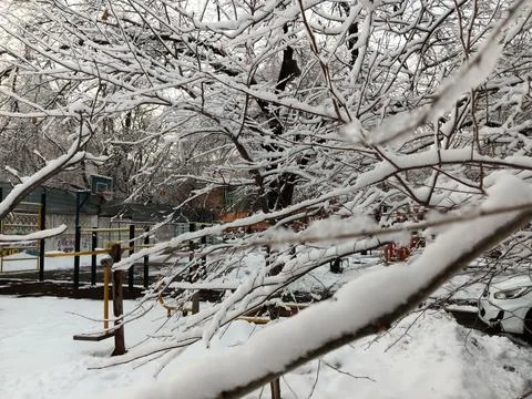 White snow on brown trees in cold winter Stock Photos