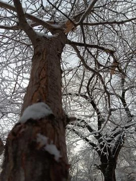 White snow on brown trees in cold winter Stock Photos