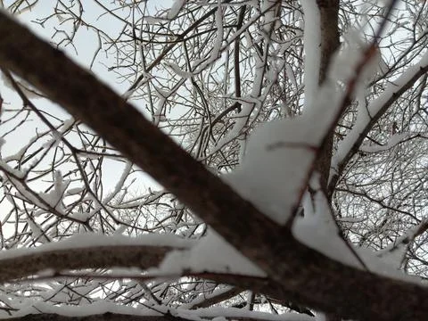 White snow on brown trees in cold winter Stock Photos