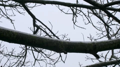 White snow on chestnut tree trunk on a winter morning. Panning 4K Video stock 147261954
