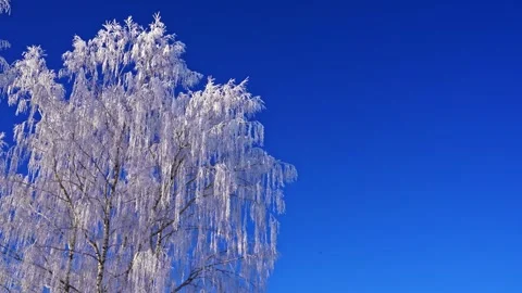 White snow-covered birch tree branches shivering in the wind against clear blue Stock Footage 337791941