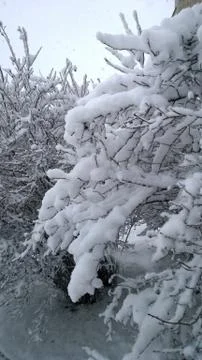 White snow covered branches of tree. Winter background. Beauty in nature. Snow Stock Photos