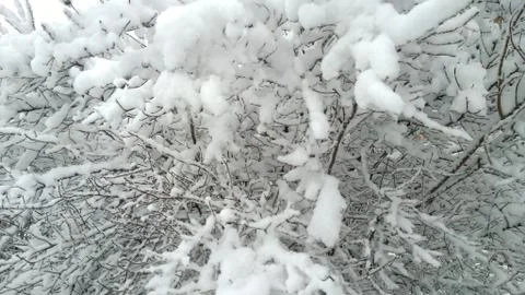 White snow covered branches of tree. Winter background. Beauty in nature. Snow Stock Photos