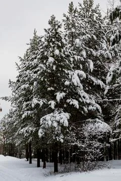 White snow covered pine trees in the winter forest. Stock Photos