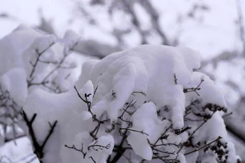 White snow covered tree branches on a winter day Stock Photos