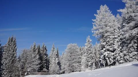 White snow covered trees with deep blue sky and a hut and tracks in snow Stock Photos