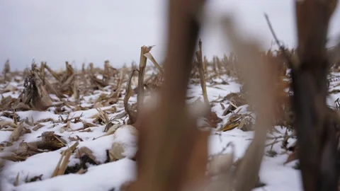 White snow covered winter crops. Stock Footage 232944245