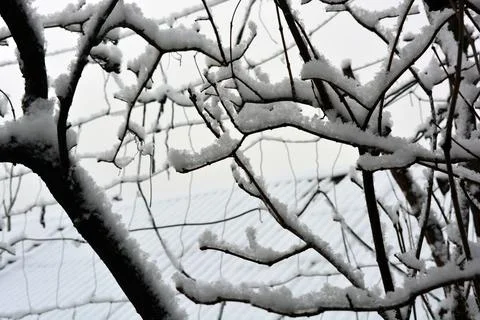 White snow on the dark branches of the trees in the home garden. Stock Photos