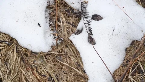 White snow on dried grass Stock Footage 272297686
