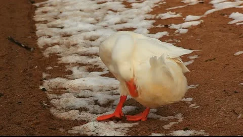 White snow duck scratching Stock Footage 11123194