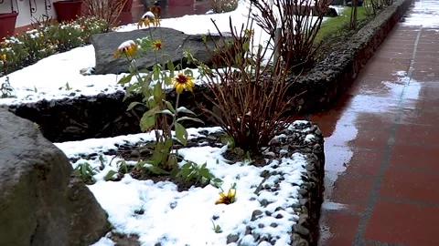 White snow fallen on the rocks with trees beside them 스톡 동영상 148254358