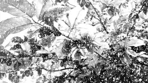 White snow falling, snowfall overlay 4k motion background. Video stock 320470693