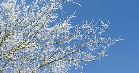 White snow falling from tree branches against a blue sky Stock Footage 327760533