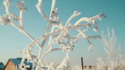White snow falls off from the branch Stock Footage 84685643