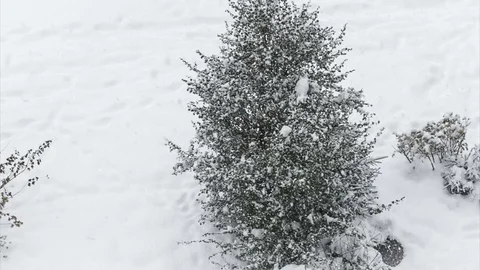 White snow falls on Christmas tree Stock Footage 70532807