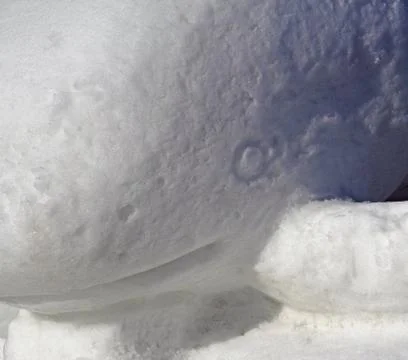 White Snow Fish Stock Photos