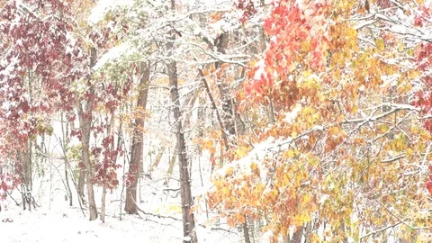 White snow forest glow Video stock 74097498