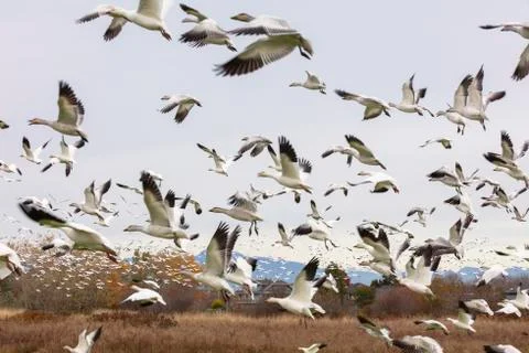 White Snow Goose Stockfoto's