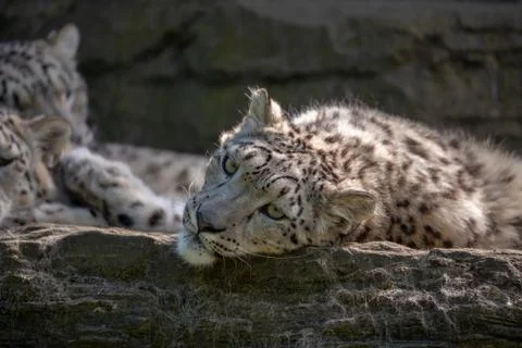 White snow leopard Foto stock