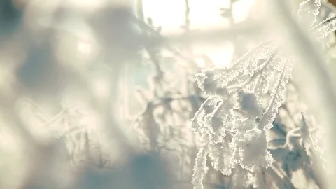 White snow lies on the branches Stock Footage 84685595
