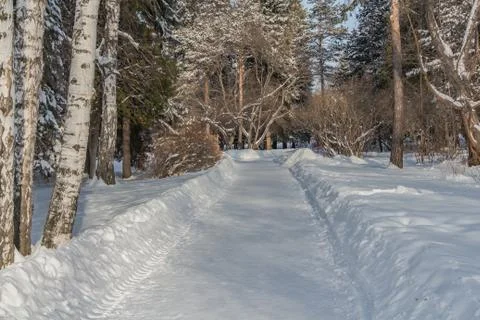 A white snow path among trees with snow in the park in winter Stock Photos