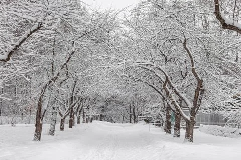 A white snow path among trees with snow is in the park in winter Stock Photos