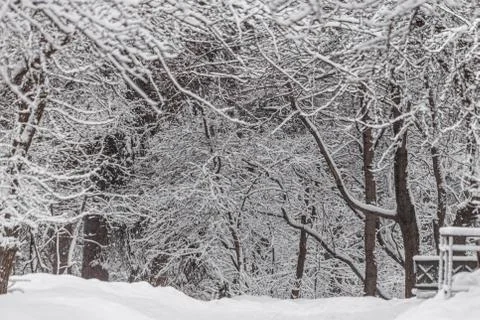 A white snow path among trees with snow is in the park in winter 스톡 사진