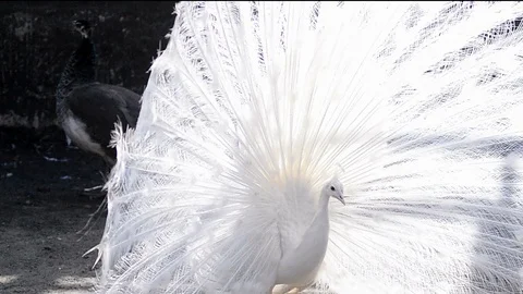 White snow peacock Stock Footage 89133783
