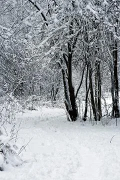 White Snow Stock Photos