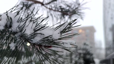 White snow on pine tree branch Stock Footage 257956316