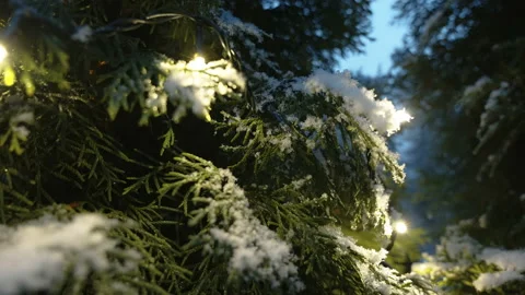 The white snow on the pine tree in Estonia Stock Footage 227090662