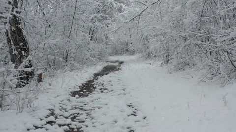 White snow on tree branches 4K aerial video Stock Footage 172469650