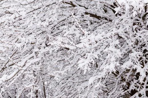 White snow on tree branches close-up. Abstract winter background of branches in Stock-Fotos