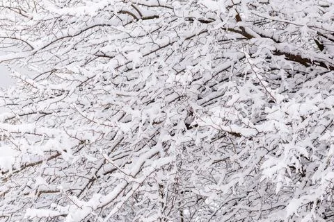 White snow on tree branches close-up. Abstract winter background of branches in Stock Photos